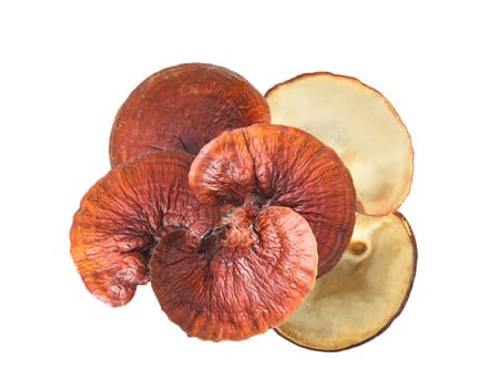 Hongo Reishi